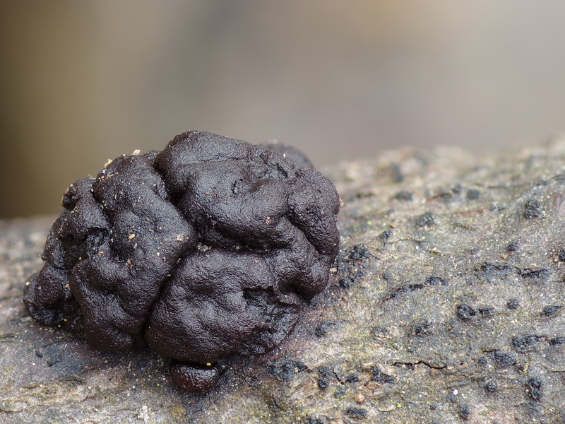 Tremella moriformis